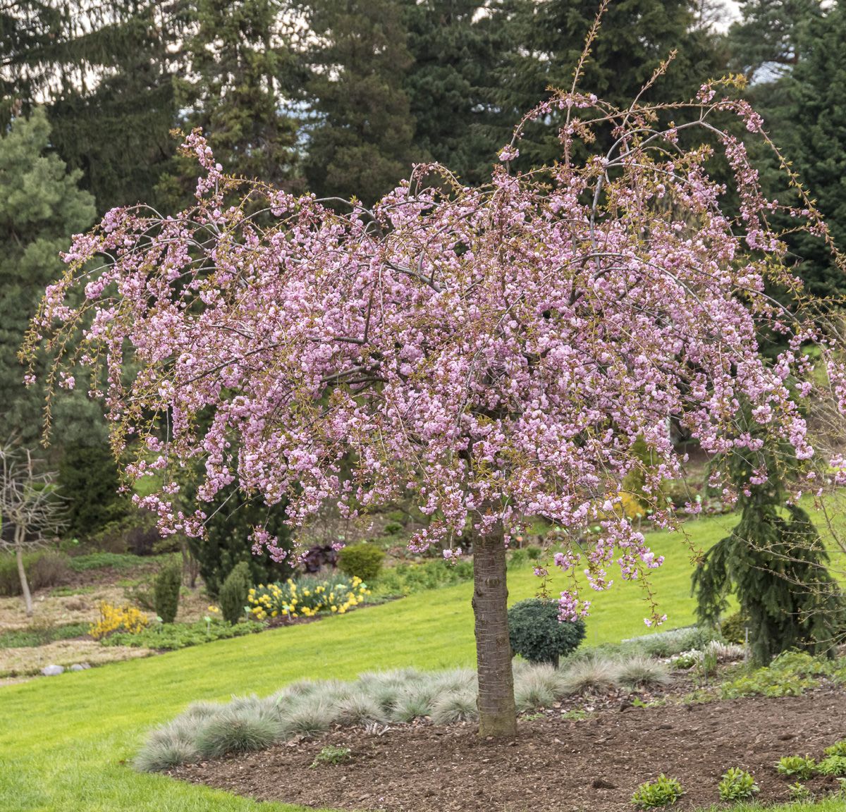 Hängezierkirsche Kiku-shidare-zakura Hängezierkirsche Kiku-shidare-zakura