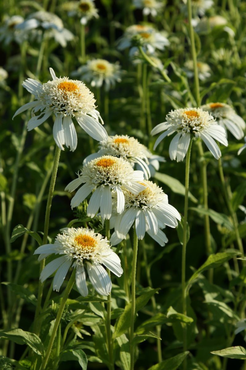 Sonnenhut White Double Delight®