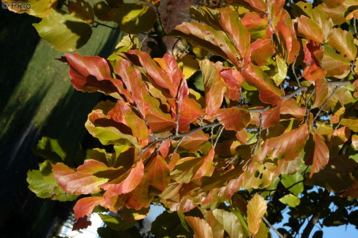 Eisenholzbaum Eisenholzbaum