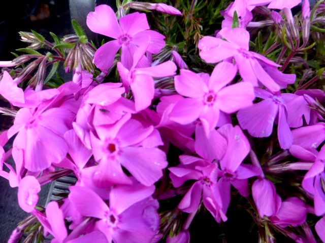 Teppichphlox, Teppichflammenblume Daniël, Phlox borealis Daniël