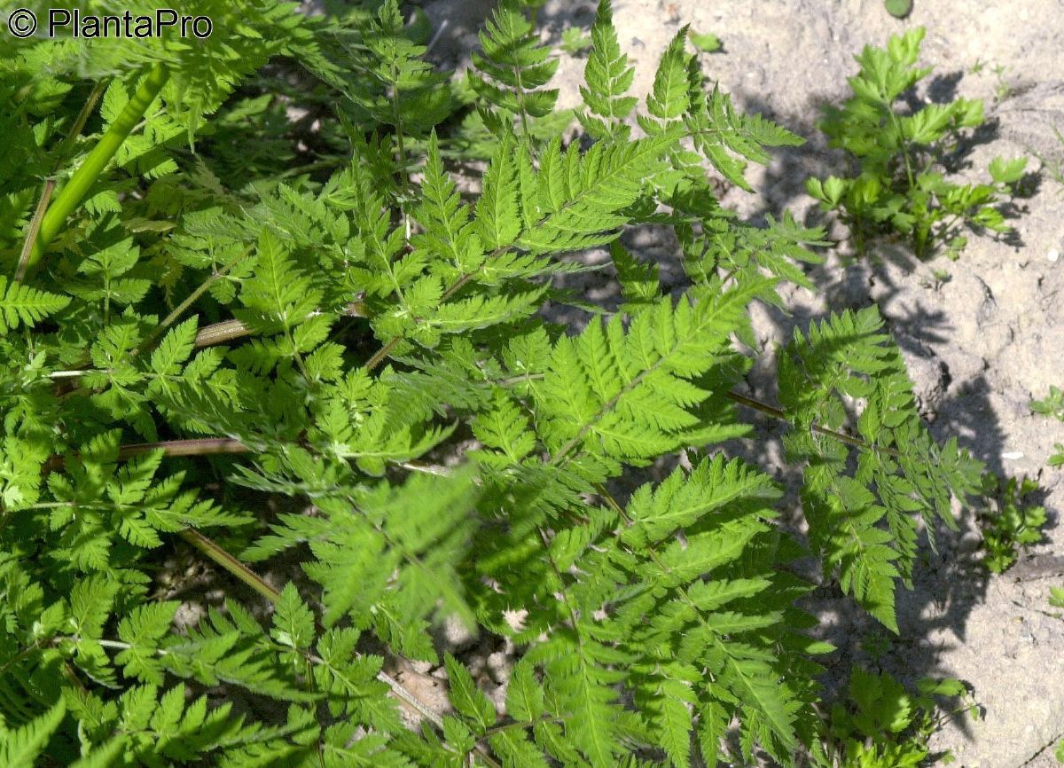 Kleine Bibernelle Kleine Bibernelle