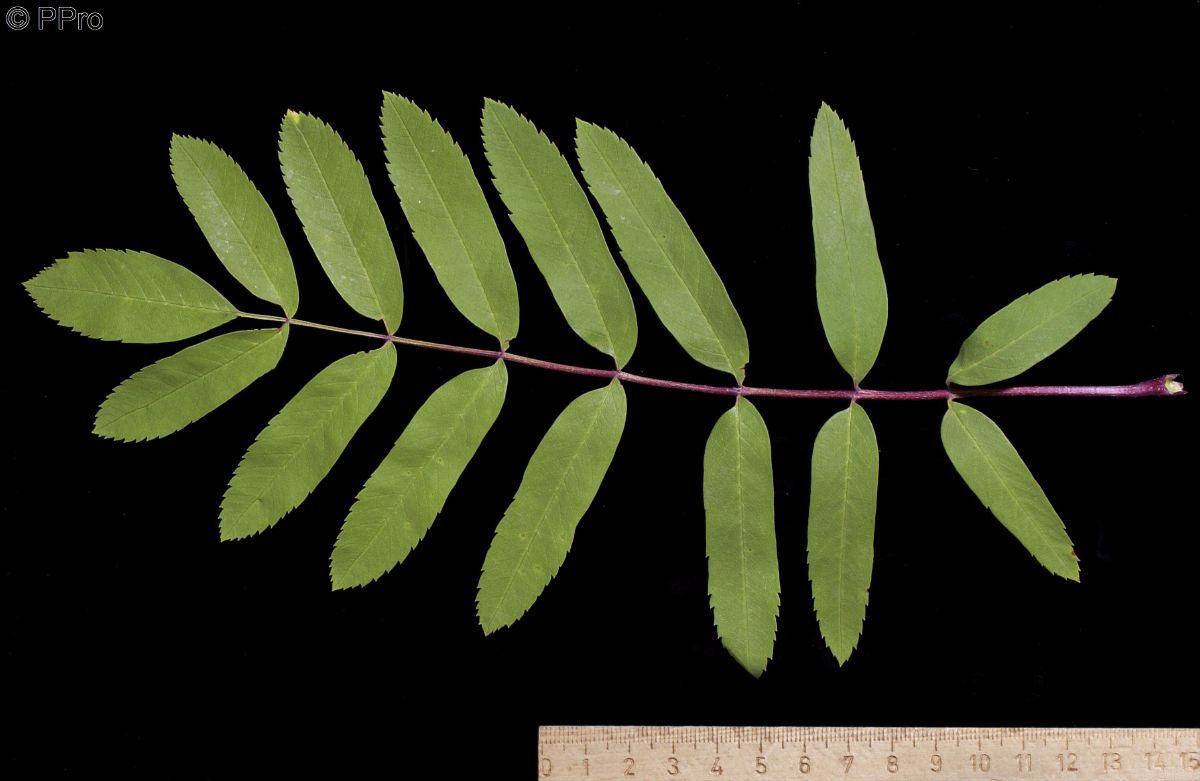 Eberesche Edulis