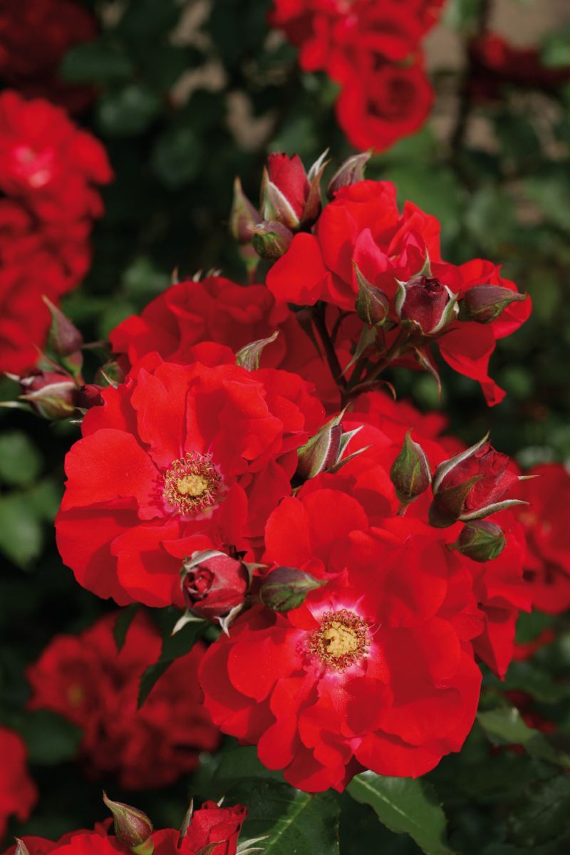 Roter Korsar® ADR 2005 Strauchrose (anspruchslos)