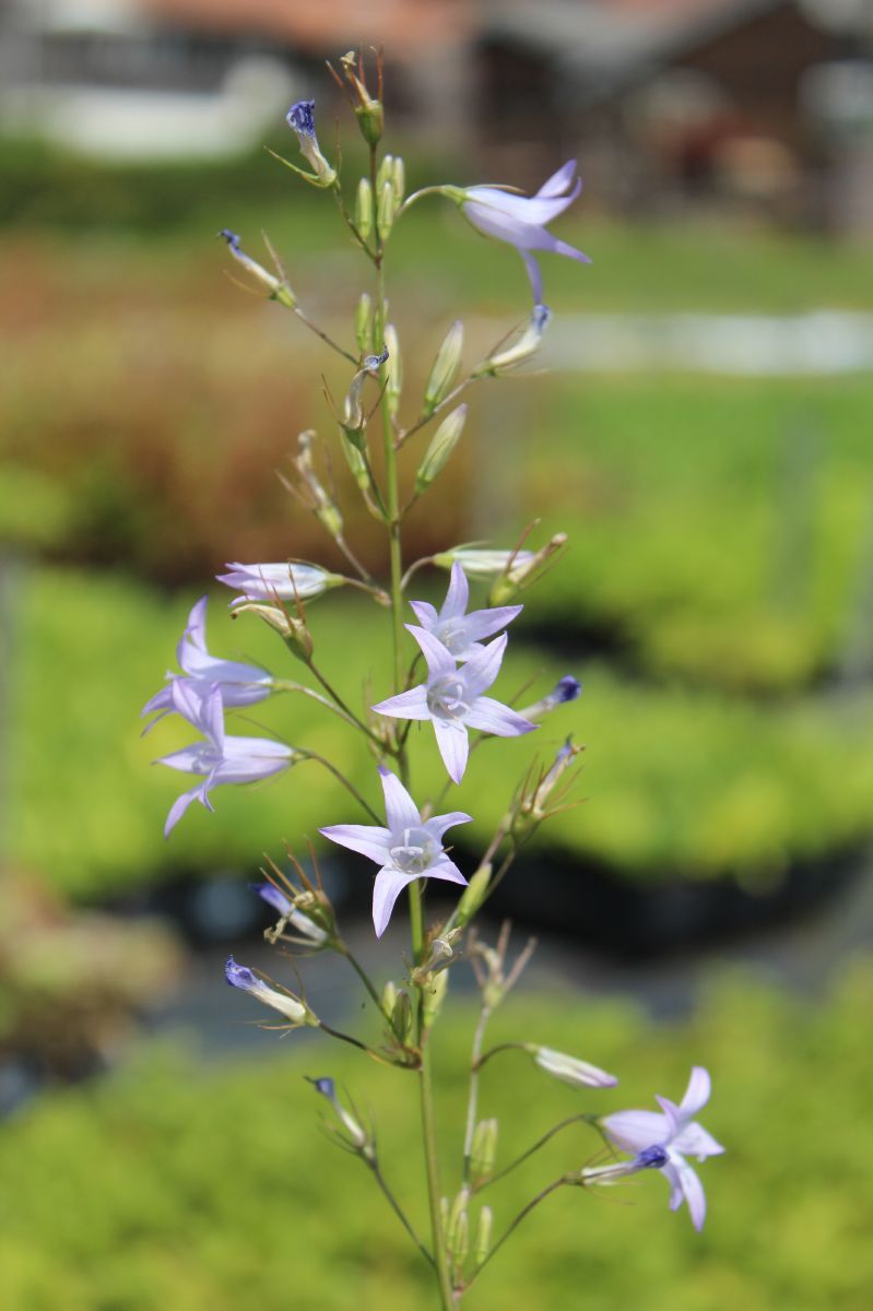 Rapunzelglockenblume
