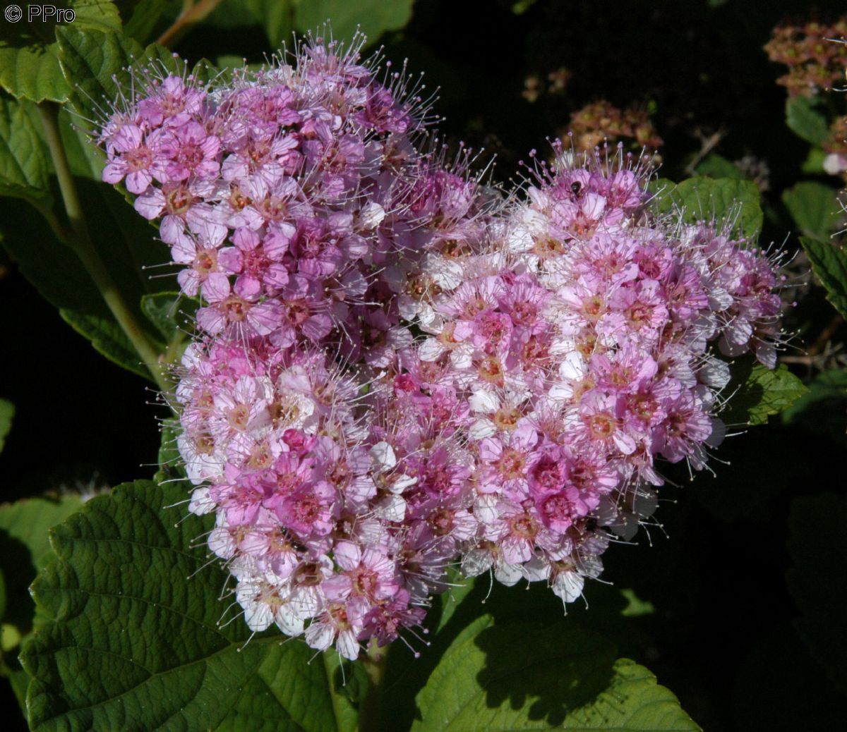 Dichtblumige Spiere