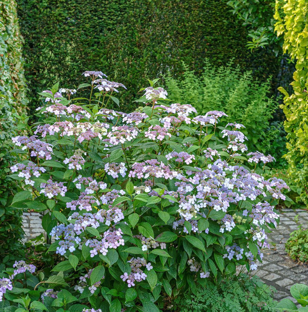 Gartenhortensie Bluebird