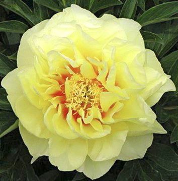Pfingstrose Itoh-Hybride Bartzella