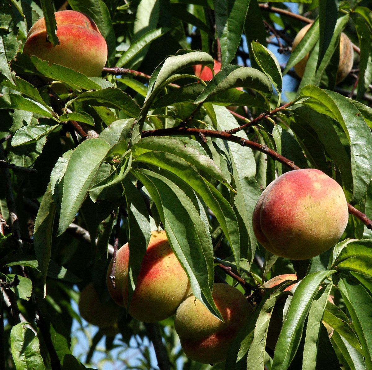 Dixi Red Pfirsich Dixi Red Pfirsich