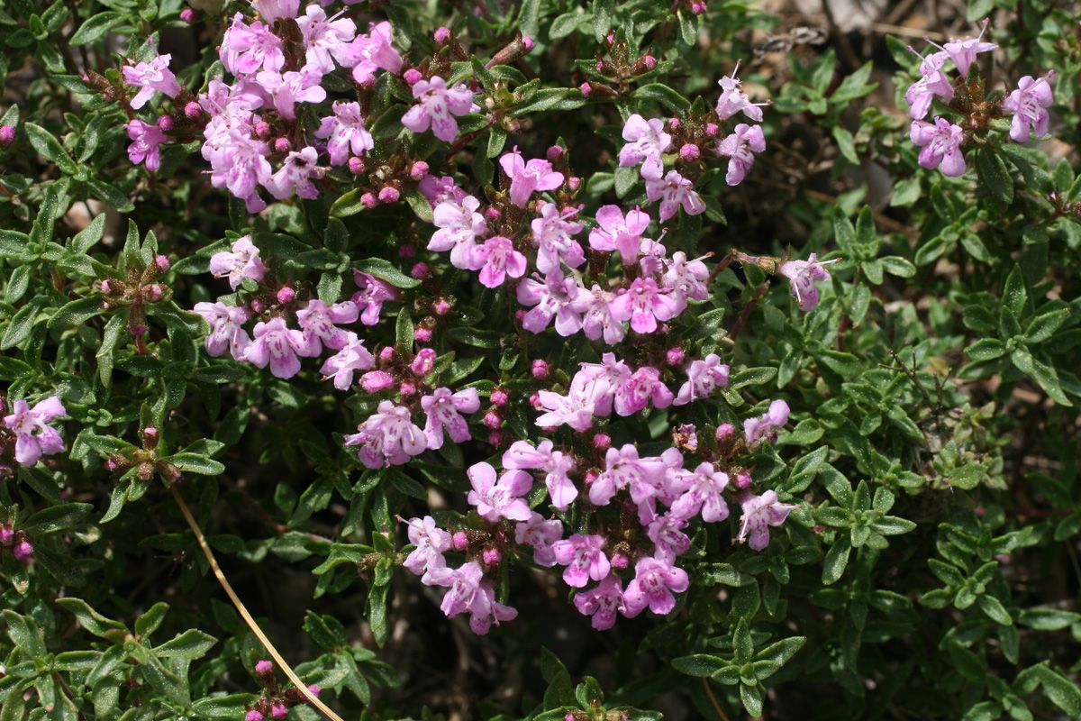 Kümmel Thymian