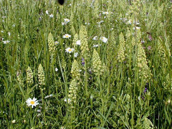 Gelbe Reseda