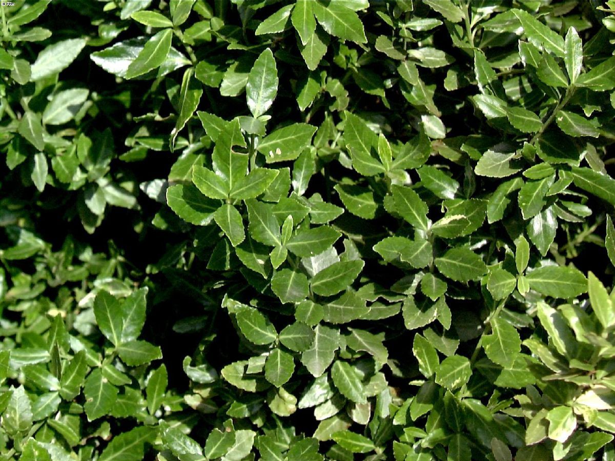 Spindelstrauch