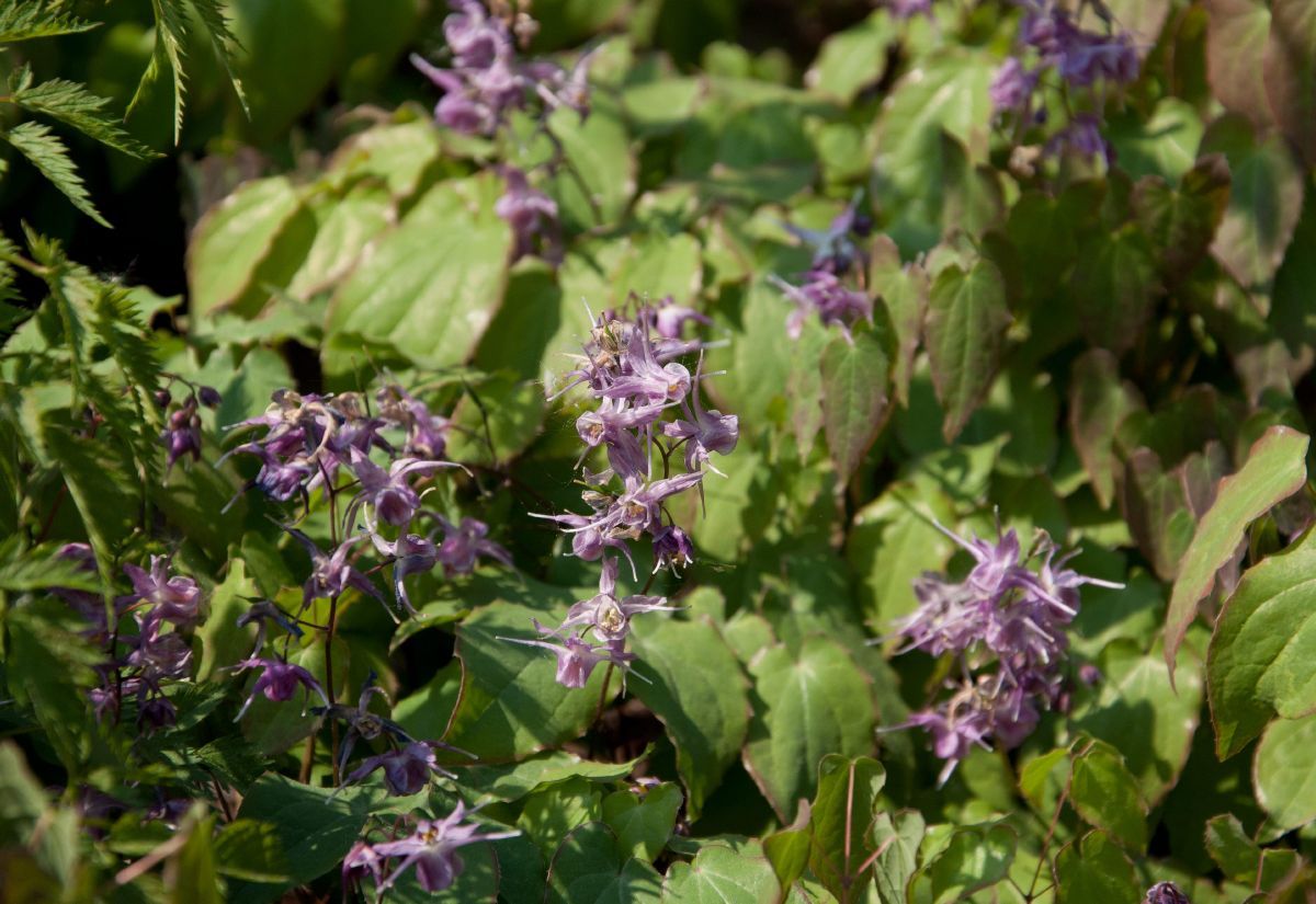 Elfenblume, Sockenblume Lilafee Elfenblume, Sockenblume Lilafee