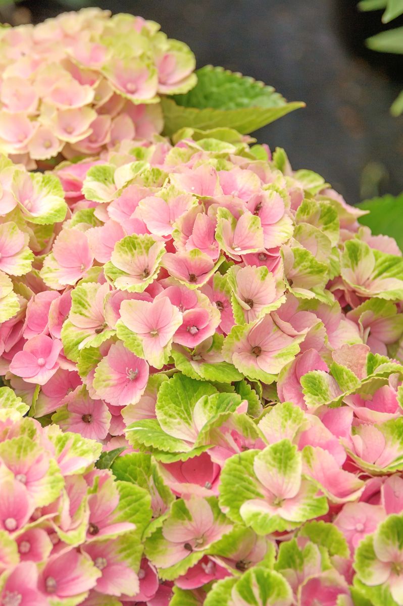 Gartenhortensie Magical Amethyst® Gartenhortensie Magical Amethyst®