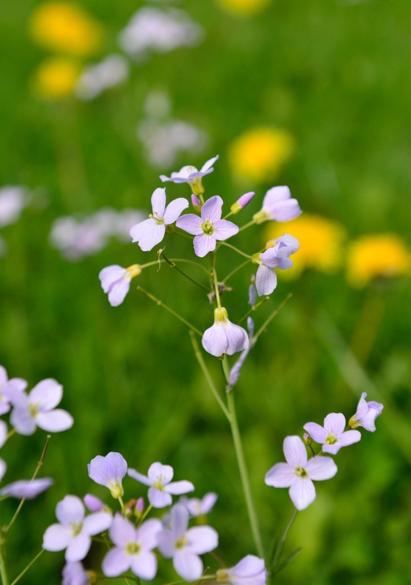 Wiesenschaumkraut, Pfingstblume, Kälberkes Wiesenschaumkraut, Pfingstblume, Kälberkes