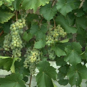 Seyval (S.V. 5-276) Hausgartenrebe (anspruchslos) Seyval (S.V. 5-276) Hausgartenrebe (anspruchslos)