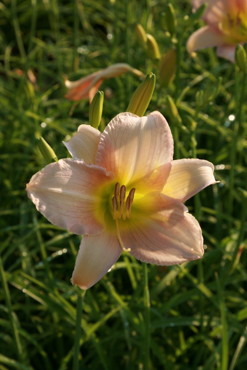Taglilie Catherine Woodburry