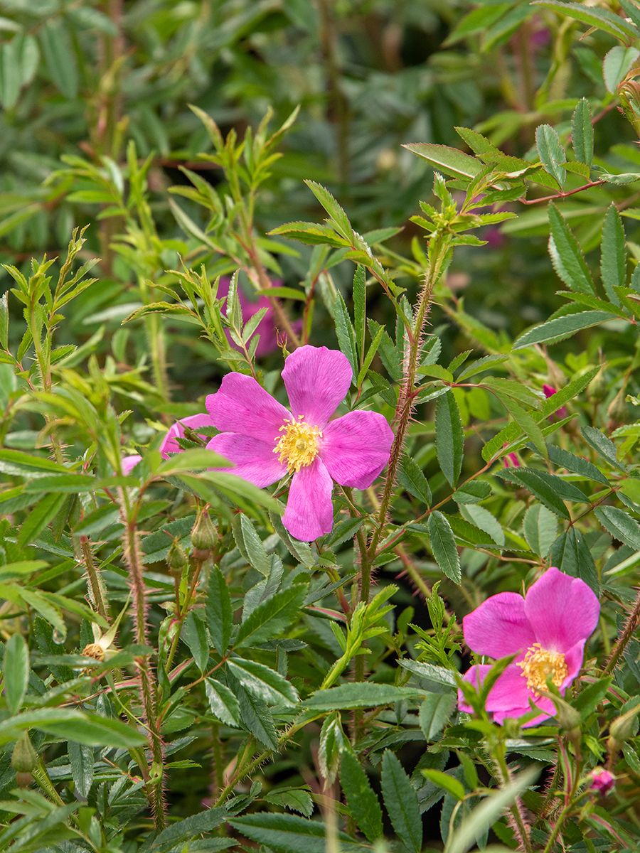 Rosa nitida Boden- und flächendeckende Rose/ Wildrose («Glanzrose», anspruchslos)