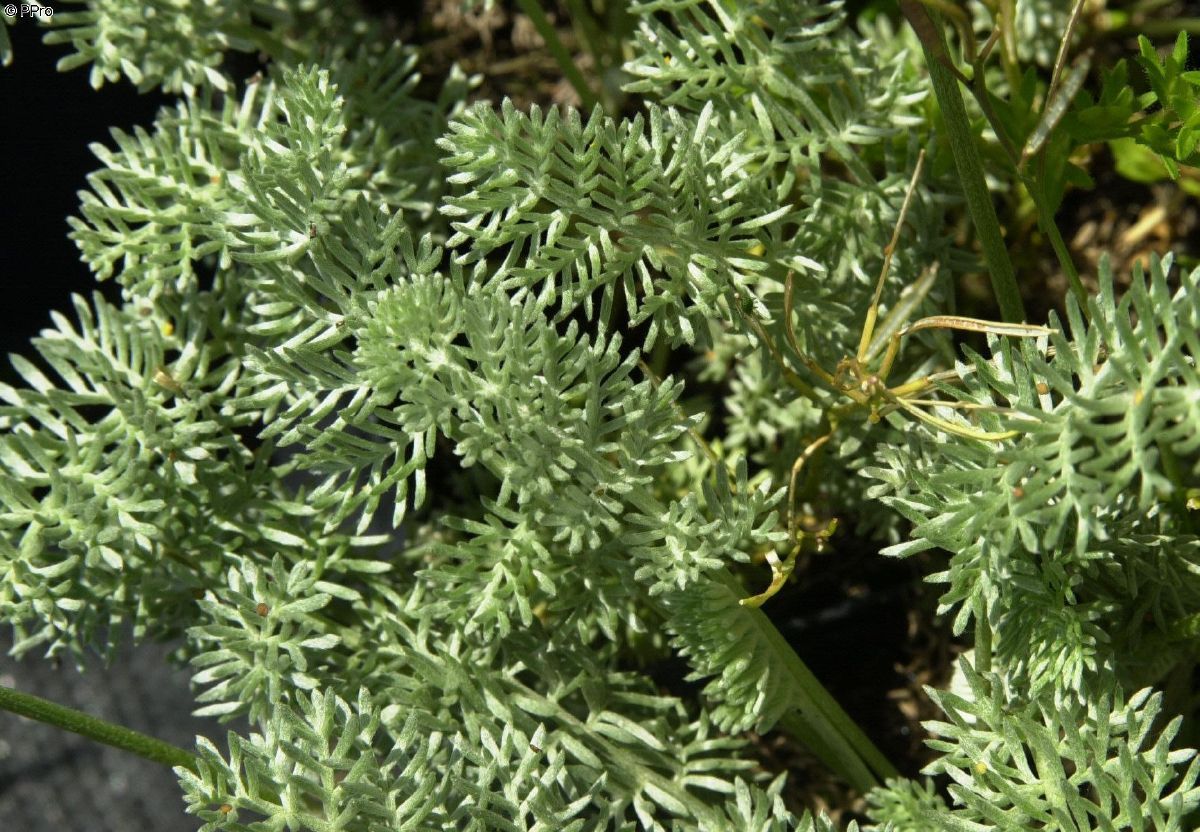 Bergkamille