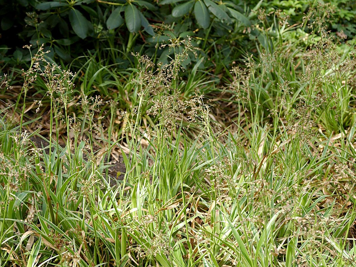 Waldmarbel, Waldhainsimse