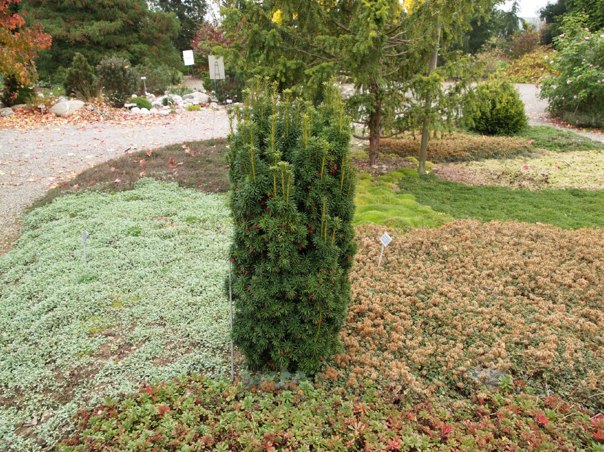 Goldsäuleneibe David Goldsäuleneibe David