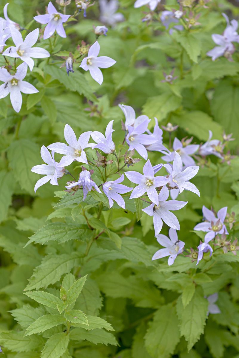 Riesendoldenglockenblume Prichard's Variety