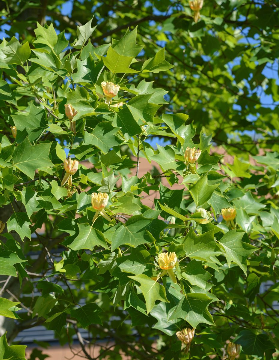 Tulpenbaum