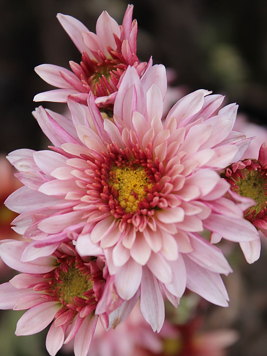 Winteraster Beppie Rose
