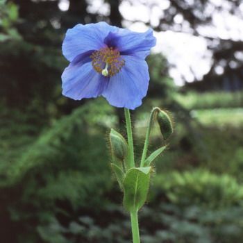 Blauer Scheinmohn