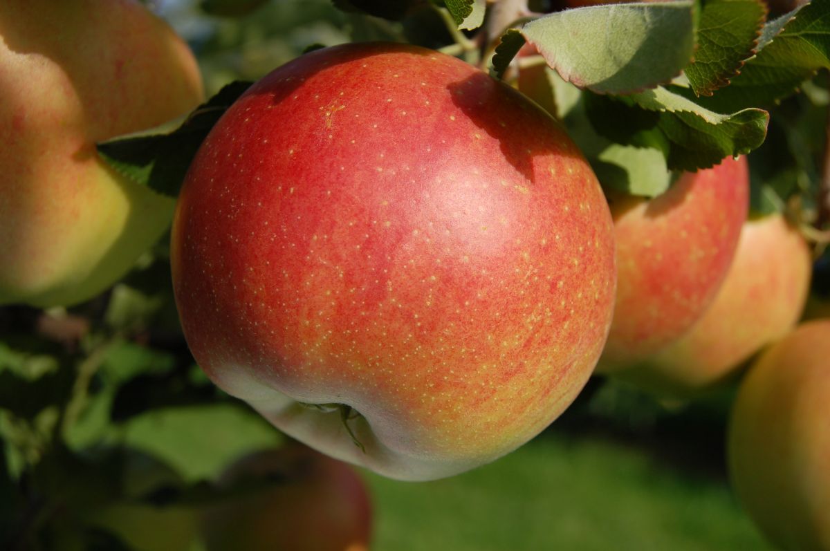 Galiwa® CH 101 Apfel Galiwa® CH 101 Apfel