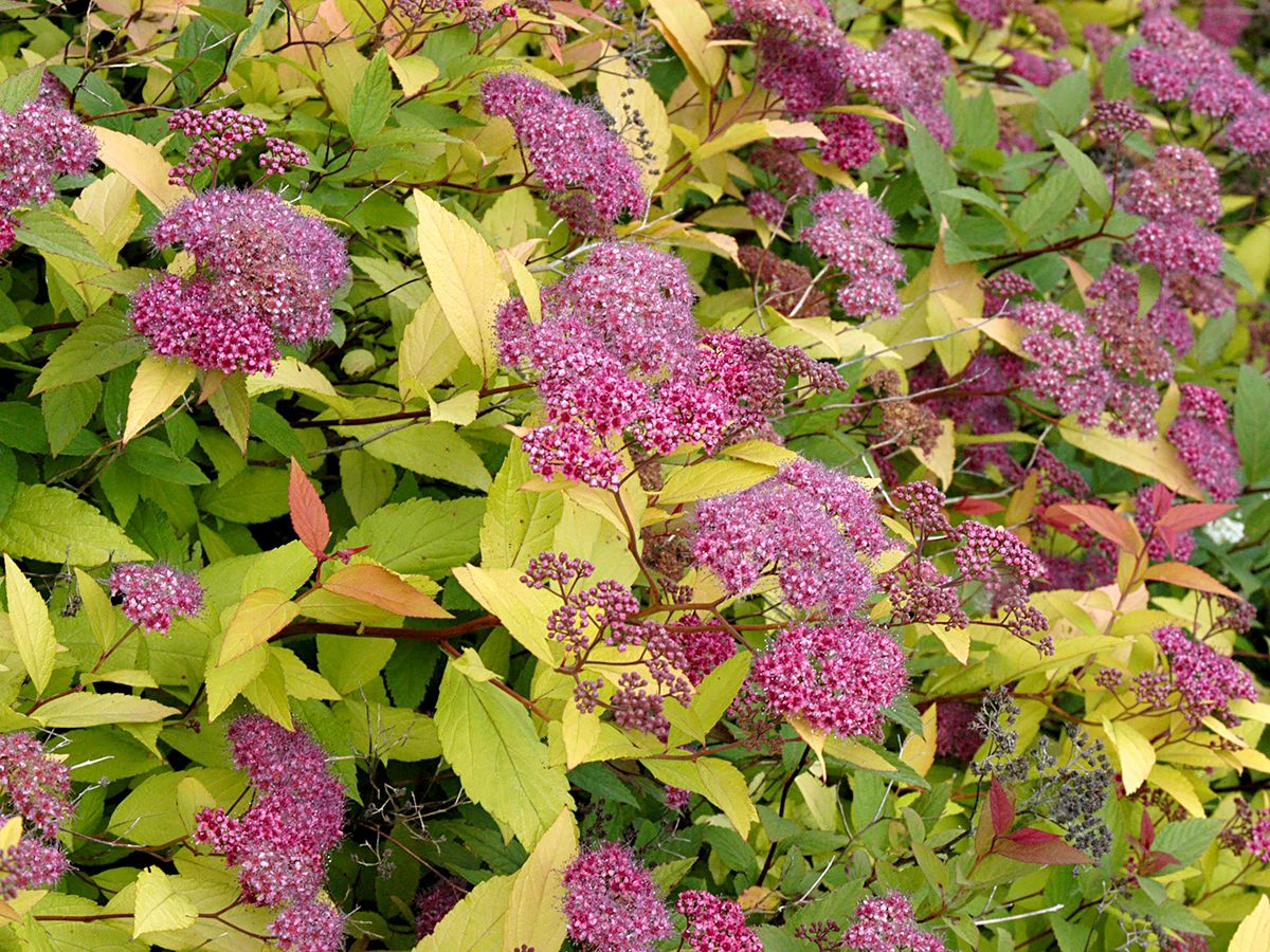 Goldsommer Spiere Goldflame Goldsommer Spiere Goldflame