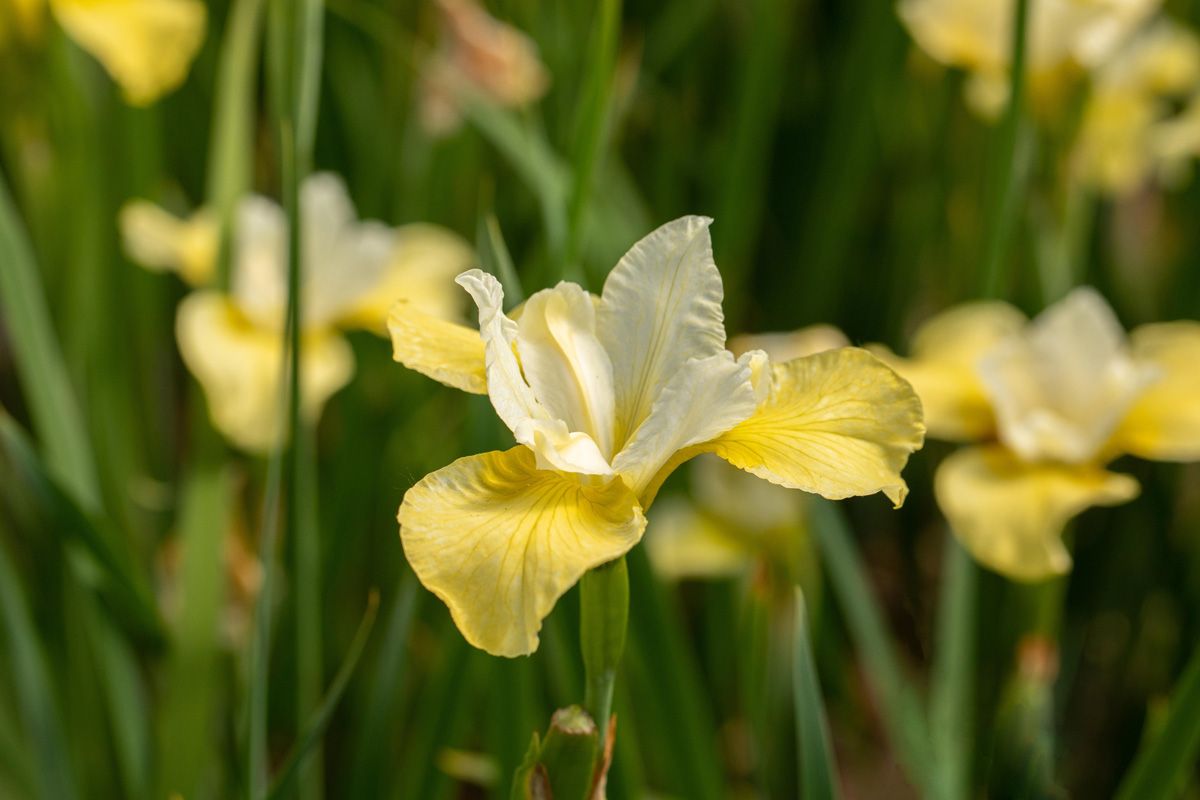 Wiesenschwertlilie, Sibirische Schwertlilie Butter and Sugar