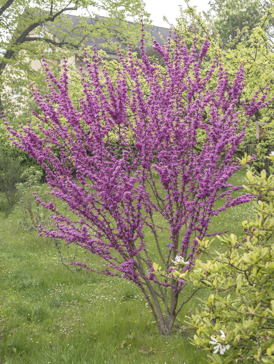 Chinesischer Judasbaum Avondale Chinesischer Judasbaum Avondale