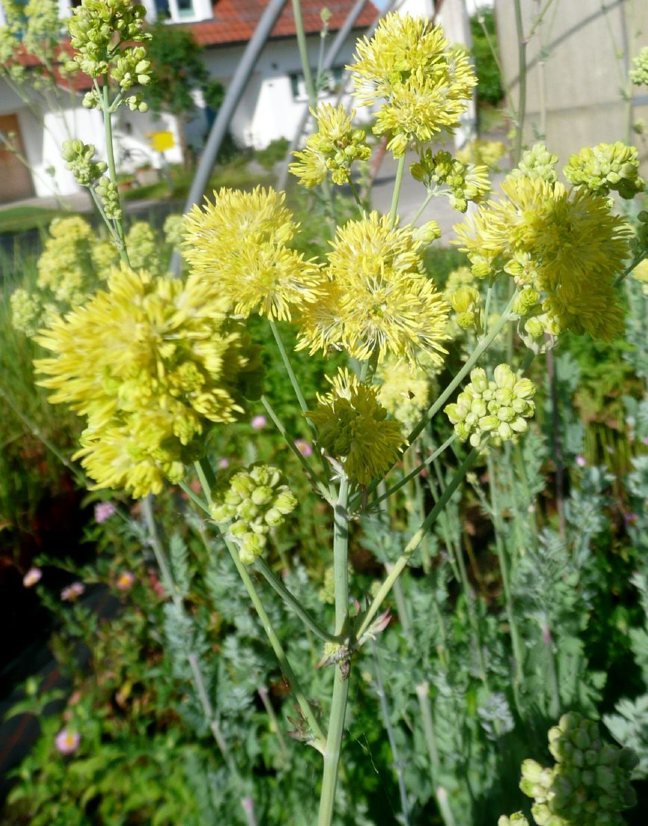 Gelbe Wiesenraute