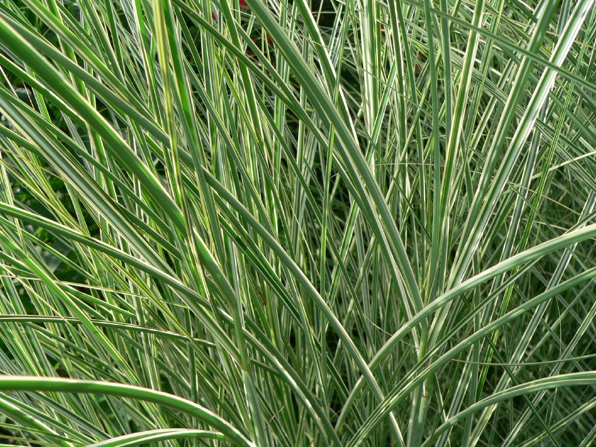 Chinaschilf Morning Light Chinaschilf Morning Light