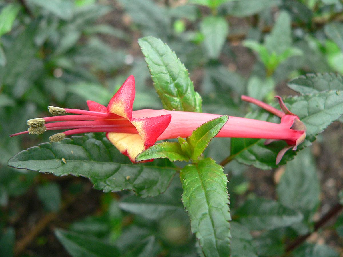 Kapfuchsie Passionata