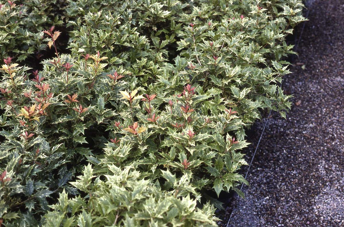 Duftblüte Goshiki