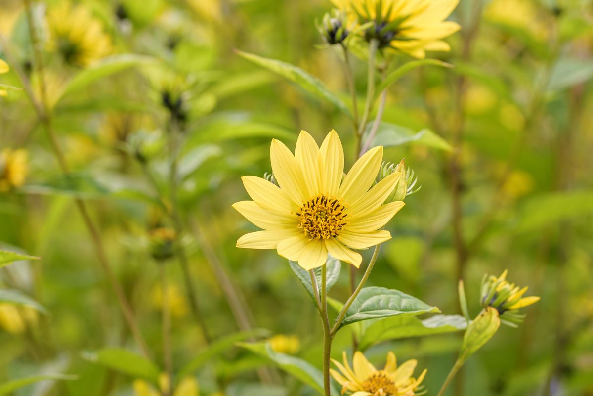 Sonnenblume Lemon Queen Sonnenblume Lemon Queen