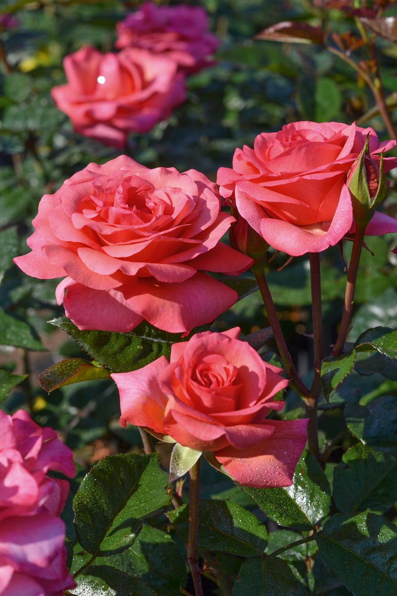 Tascaria® Strauchrose