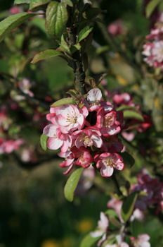Zierapfel Coralburst® (Coralcole) Coralburst® (Coralcole)