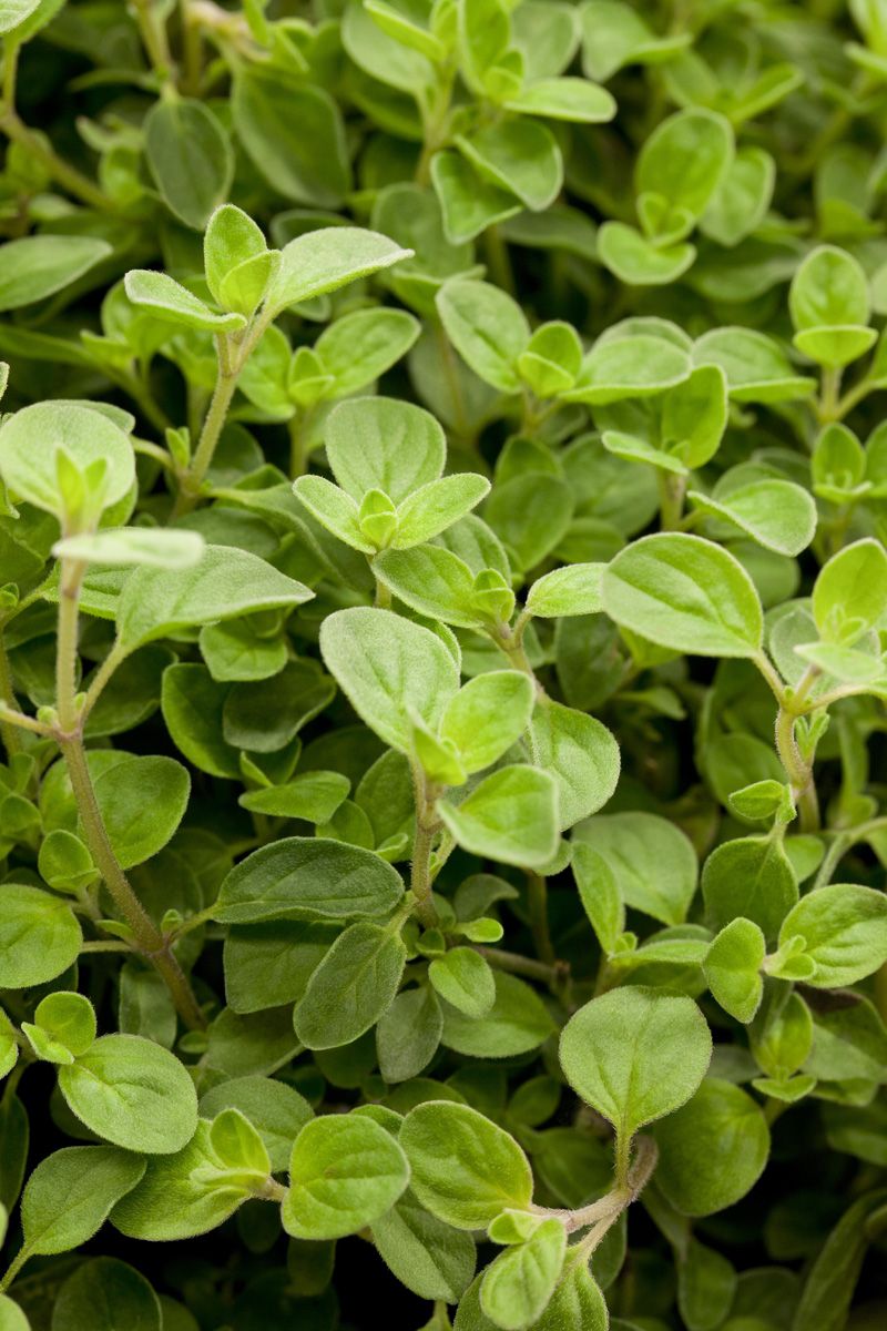 Polsteroregano Compactum