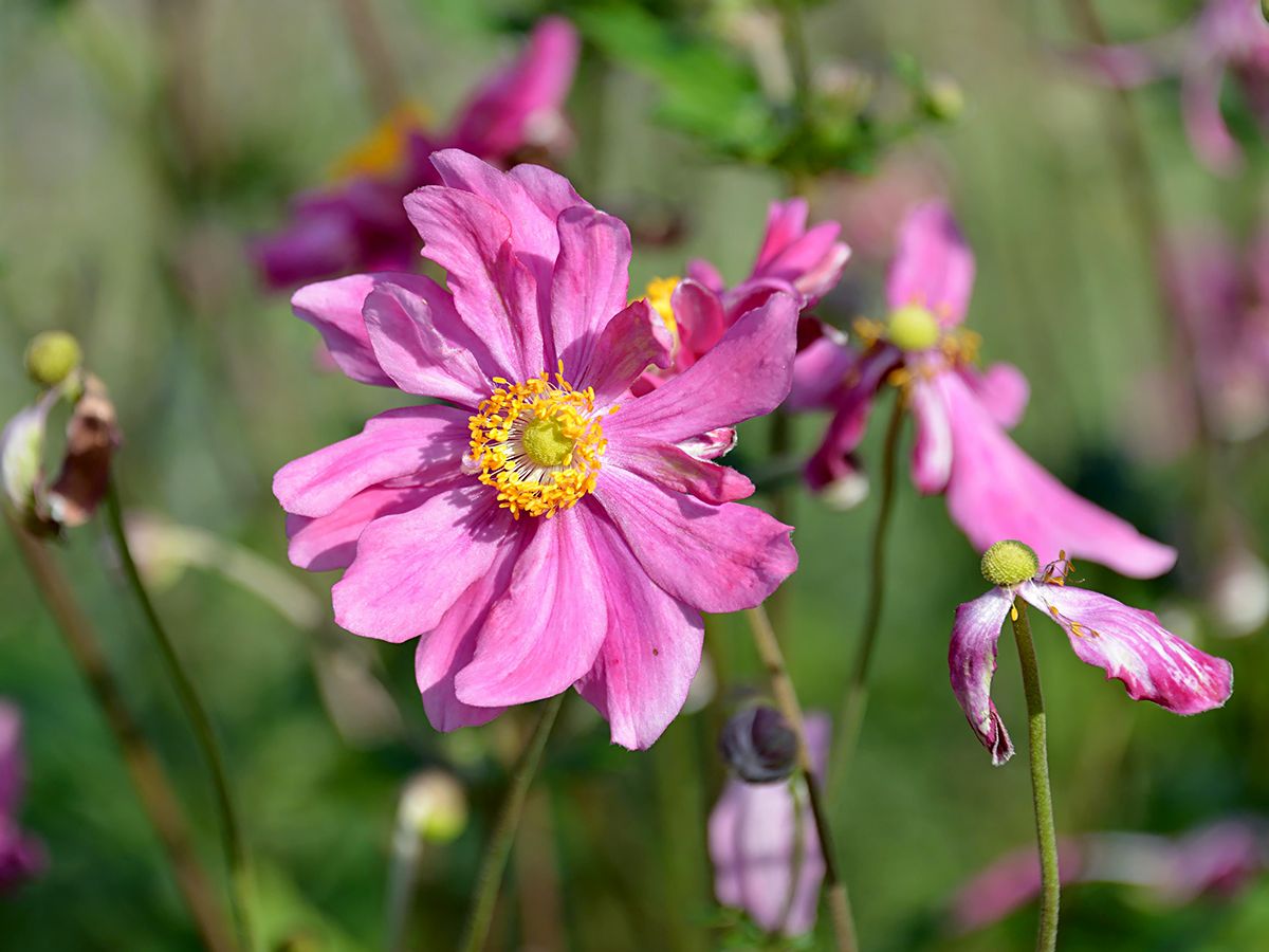 Herbstanemone Prinz Heinrich