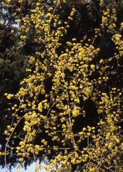 Architektur Pflanzen Swiss Balkon