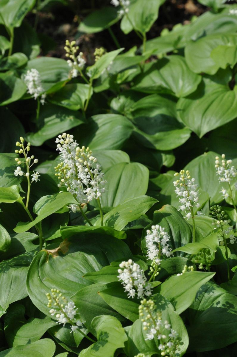 Schattenblümchen