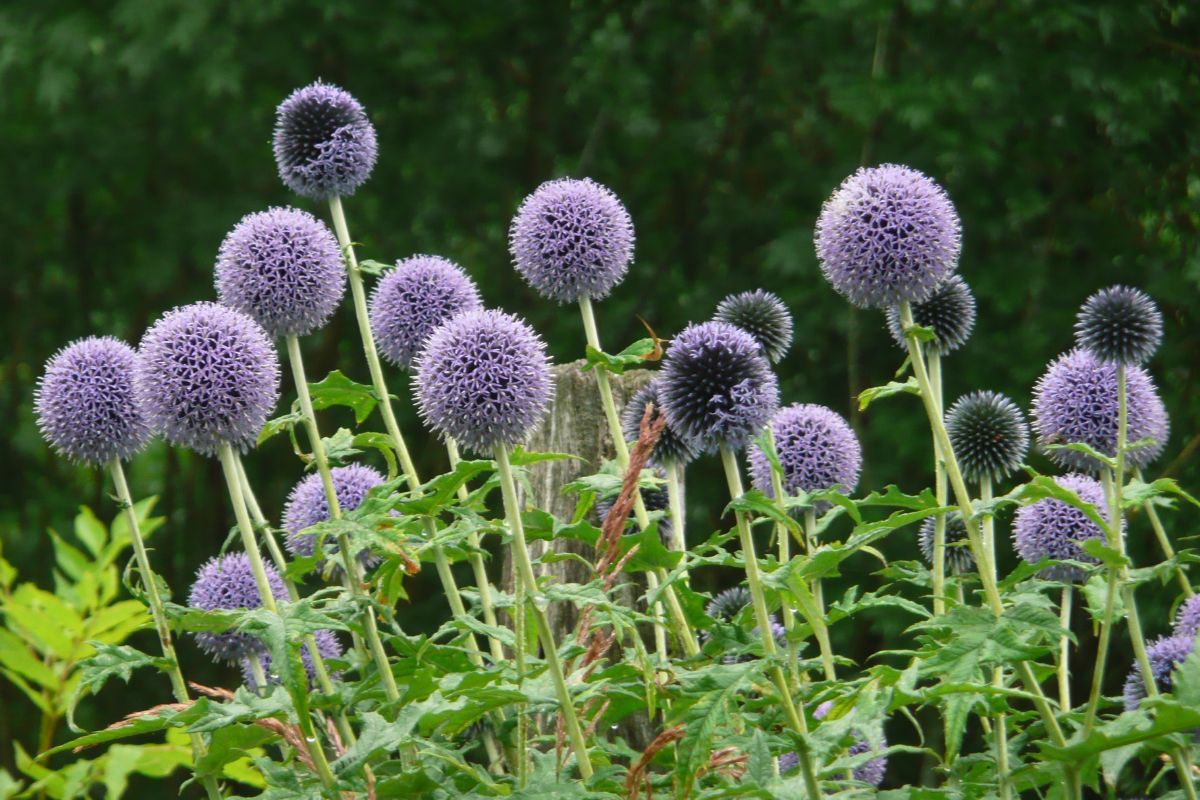 Kugeldistel