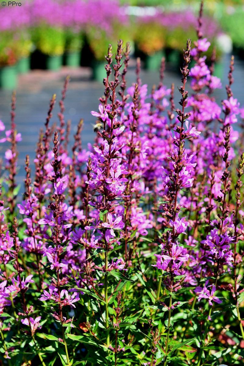 Rutenweiderich Dropmore Purple