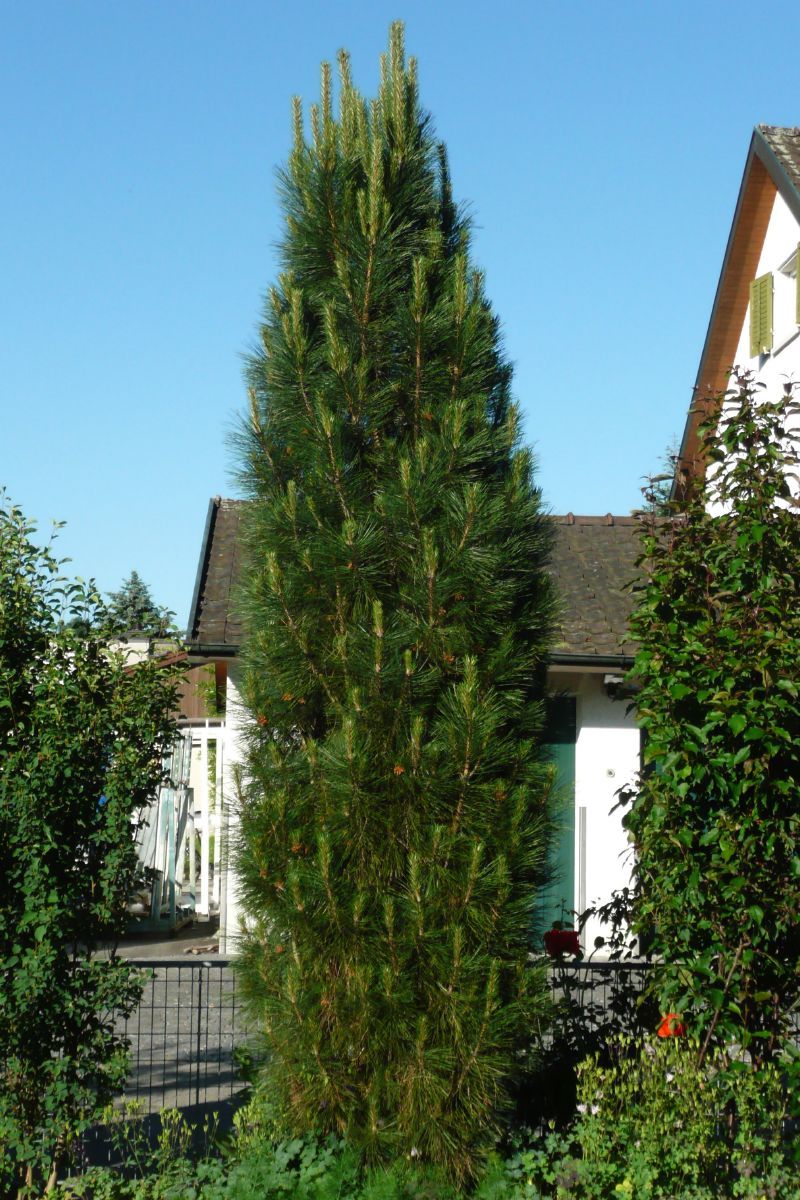 Säulenschwarzföhre Pyramidalis