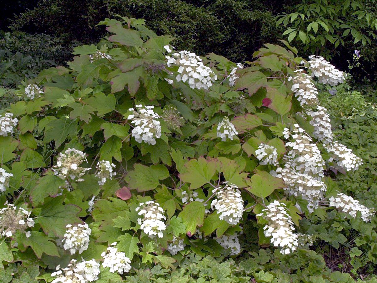 Eichenblättrige Hortensie Eichenblättrige Hortensie