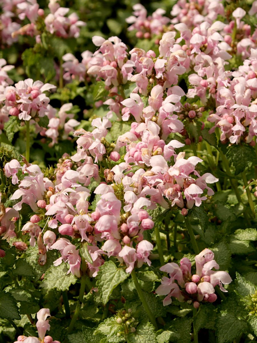 Taubnessel Pink Pewter