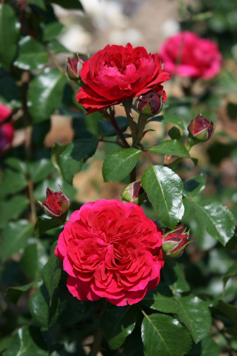 Red Leonardo da Vinci® ADR 2005 Romantische Rose (Romantica®-Rose, anspruchslos, leichter Duft)