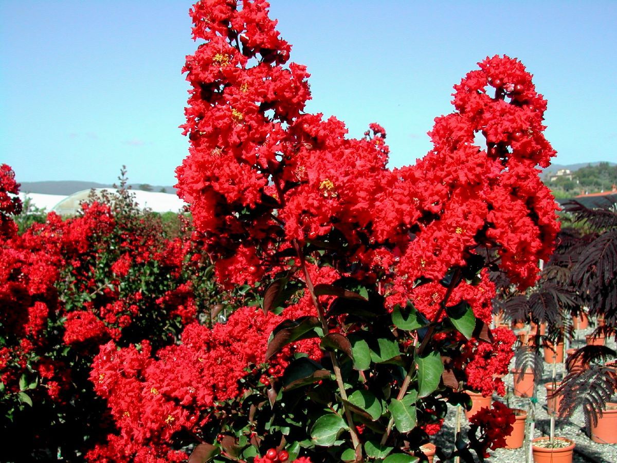 Kräuselmyrte, Lagerstroemia, Kreppmyrte Dynabite